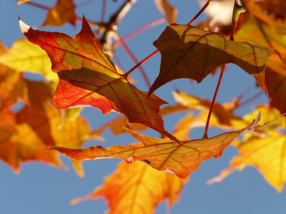 Herbstlaub