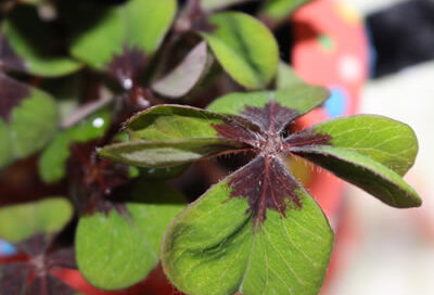 Ein vierblättriges Kleeblatt.