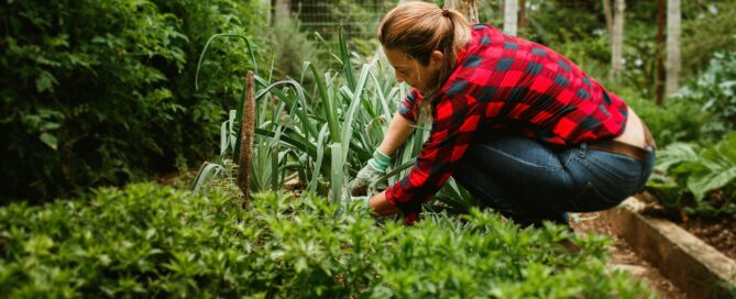 Frau bei der Gartenarbeit. Zecken lauern im Grün.