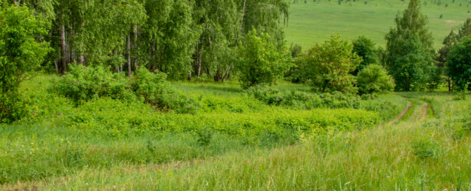 Gerade im Sommer gehören Spaziergänge, Wanderungen oder die Gartenarbeit für viele zum Alltag. Entsprechend häufig werden auch Zecken entdeckt.